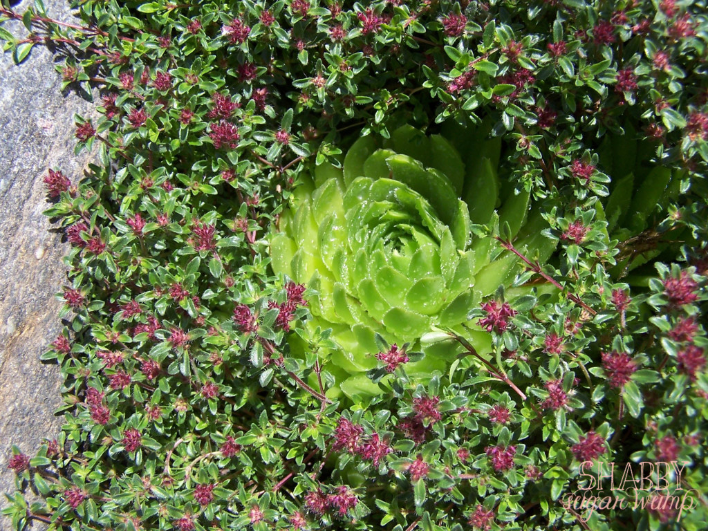 hen and chicks in thyme