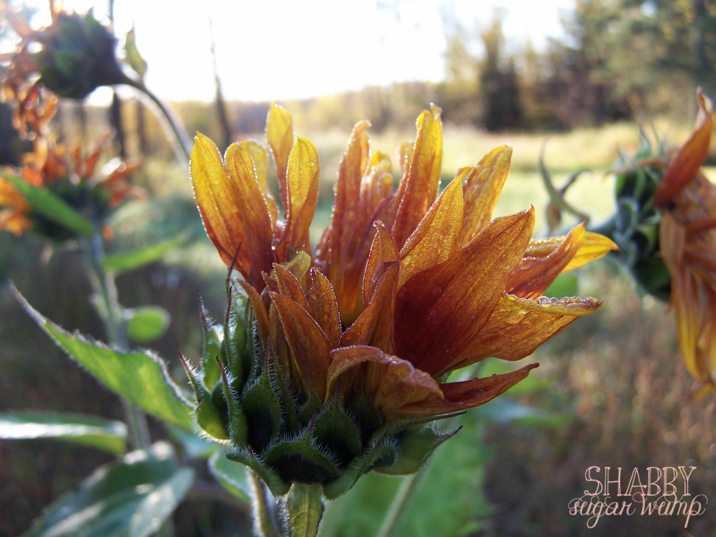 autumn sunflowers